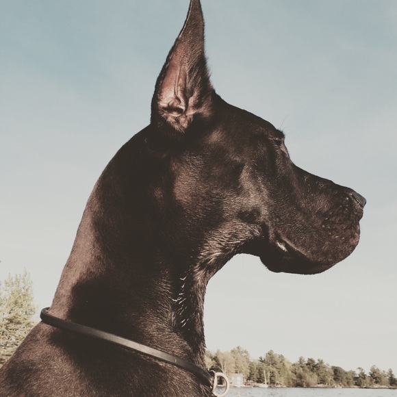 Meet your Posher, Simon - Picture 1 of 1